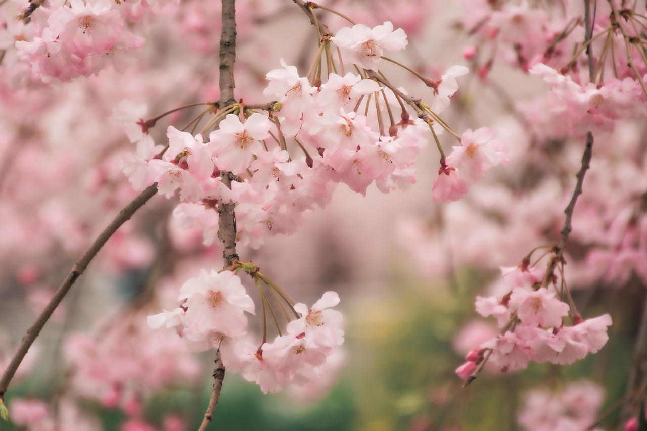 樱花盛开的季节🌸