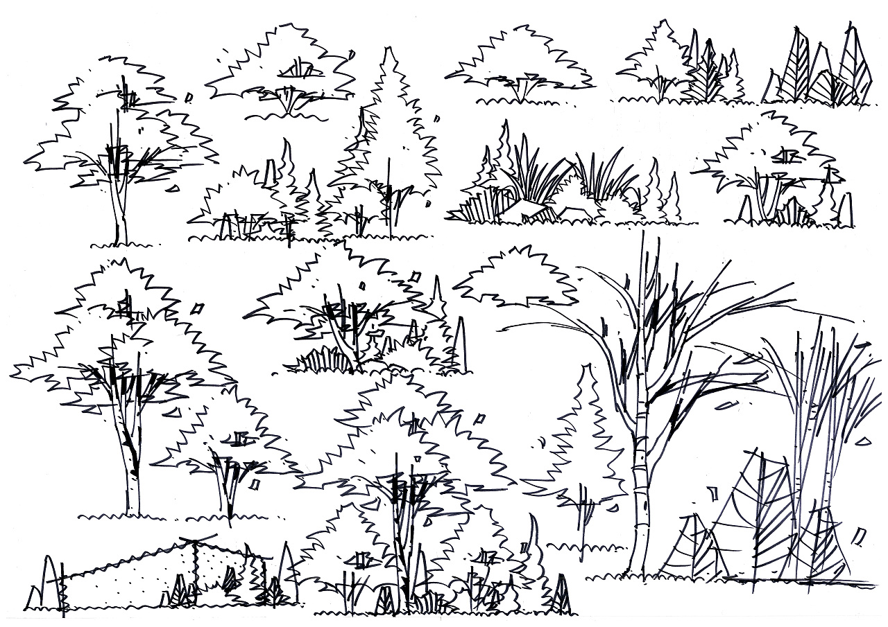 景观设计单体植物线稿图