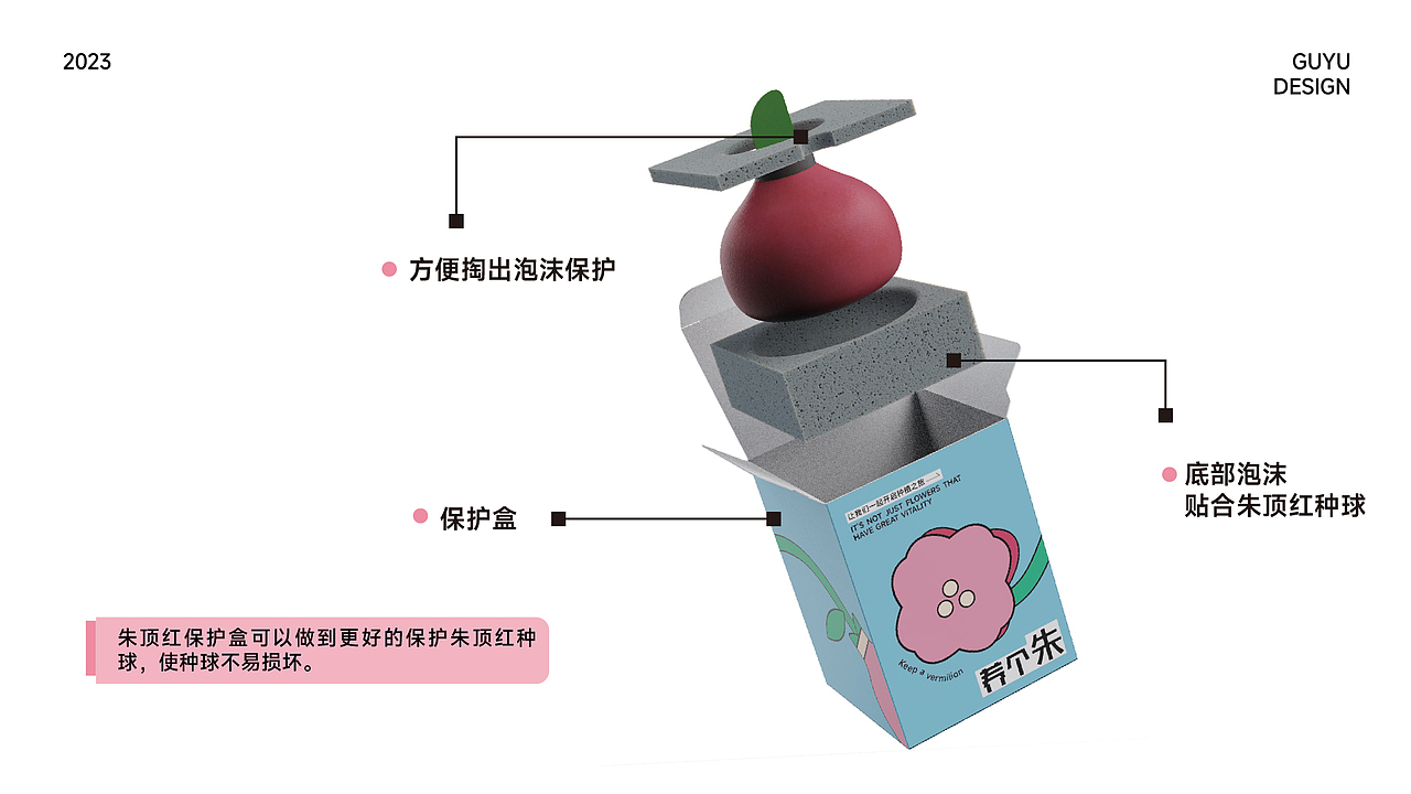 「空中植物」朱顶红植物品牌包装设计