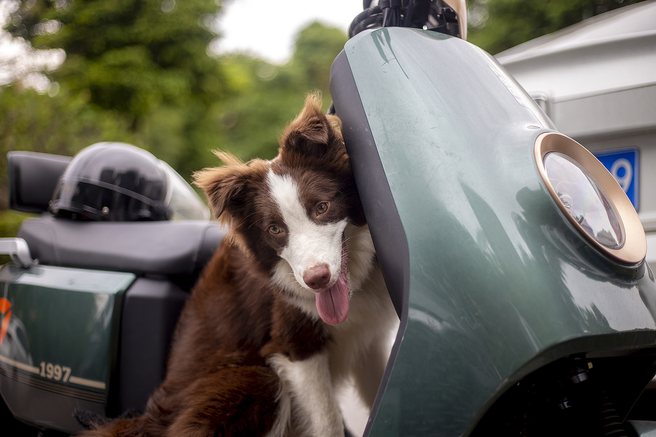 攝影（圖ZMzUyMjIxMzQ0） - 寵物攝影 - 站酷設(shè)計(jì)師盛夏的風(fēng)f原創(chuàng)素材 - 站酷ZCOOL