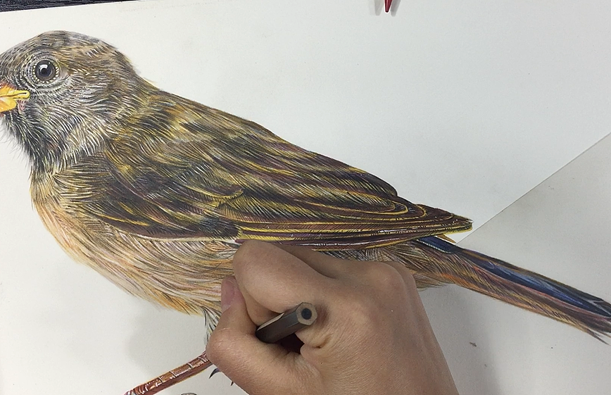 《千奇百怪的昆虫》系列绘本 手绘彩铅 科普绘本（图ZMzQzNDY2Mzg0） - 绘本 - 站酷设计师石子儿绘本工作室原创素材 - 站酷ZCOOL