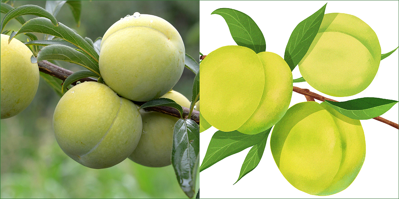 【合正策划案例】 贵州蜂糖李食品品牌包装设计（图ZMzA4MTA2MTE2） - 包装 - 站酷设计师合正策划原创素材 - 站酷ZCOOL