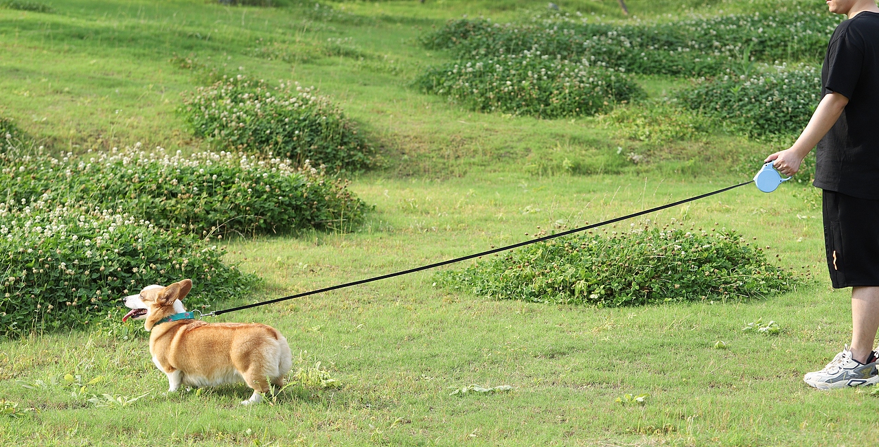 宠物用品/日常拍摄/宠物牵引绳