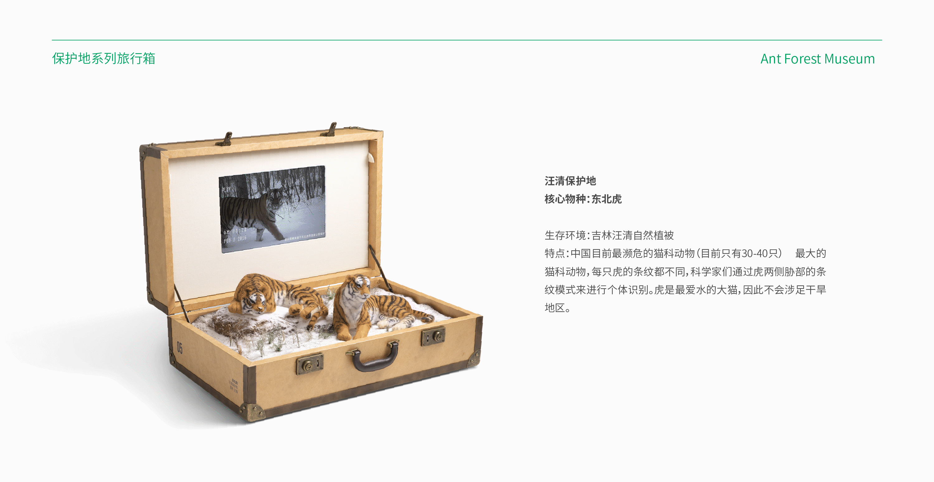 「蚂蚁森林」大森林的小旅行(图ZMzAyNDI4NDg0) - 品牌 - 站酷设计师蚂蚁集团设计原创素材 - 站酷ZCOOL