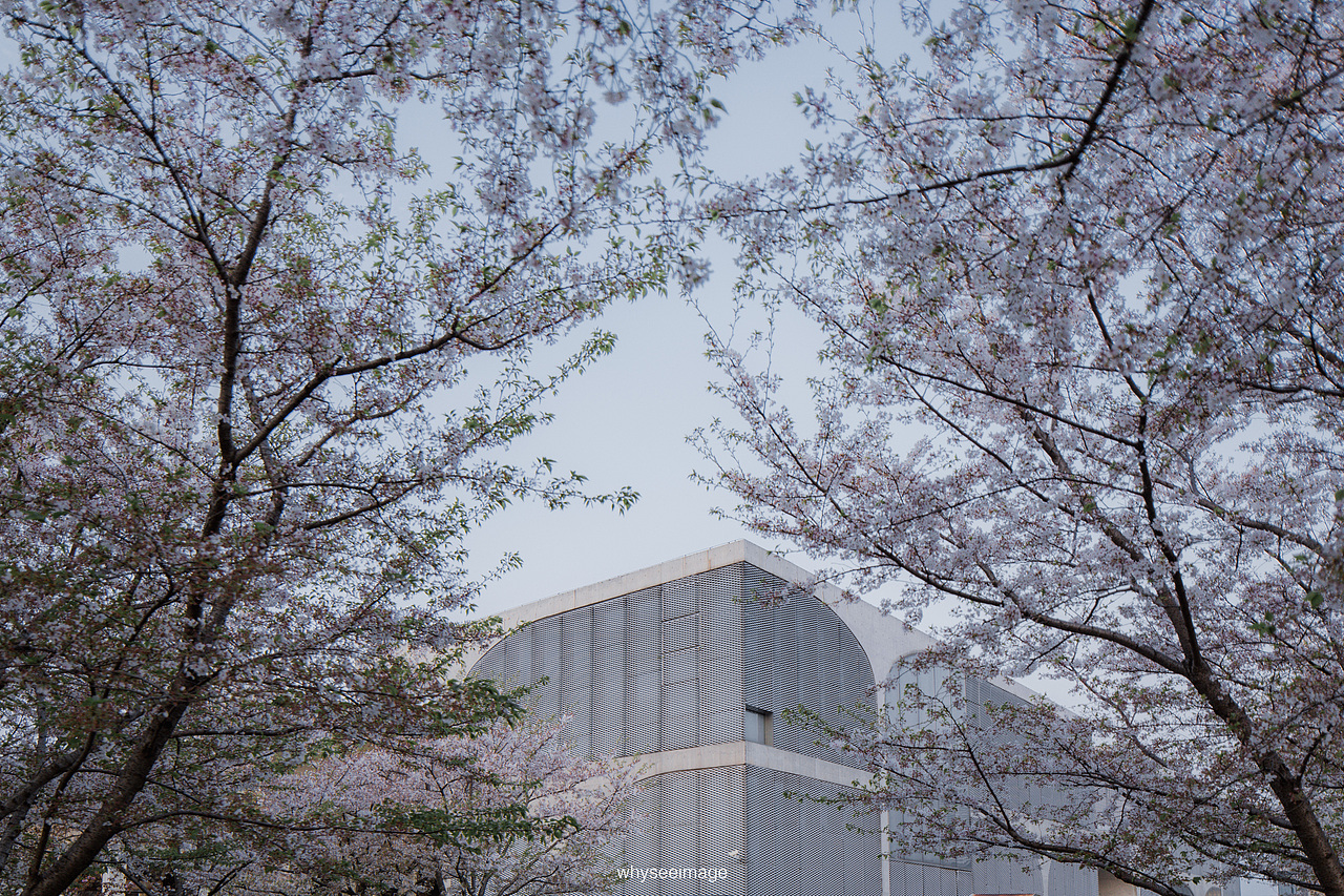 一片樱花在龙美旁落下 | 魔都建筑奇谭记（图ZMzAwODA2NjY4） - 环境/建筑摄影 - 站酷设计师whyseeimage原创素材 - 站酷ZCOOL