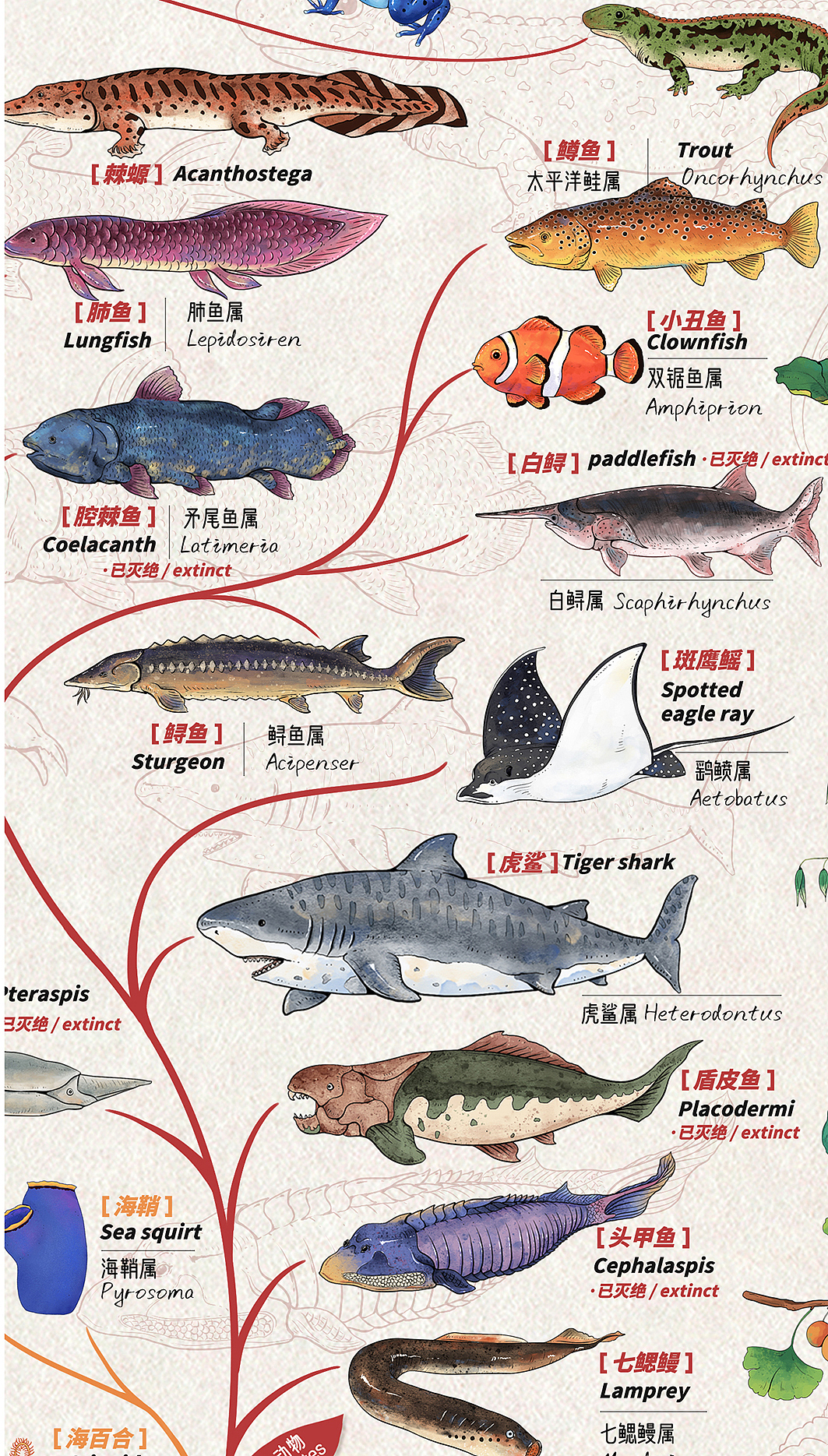 生物谱系树 生物进化论 插图设计（图ZMzUxMzQ3MTgw） - 商业插画 - 站酷设计师苏久芝子原创素材 - 站酷ZCOOL