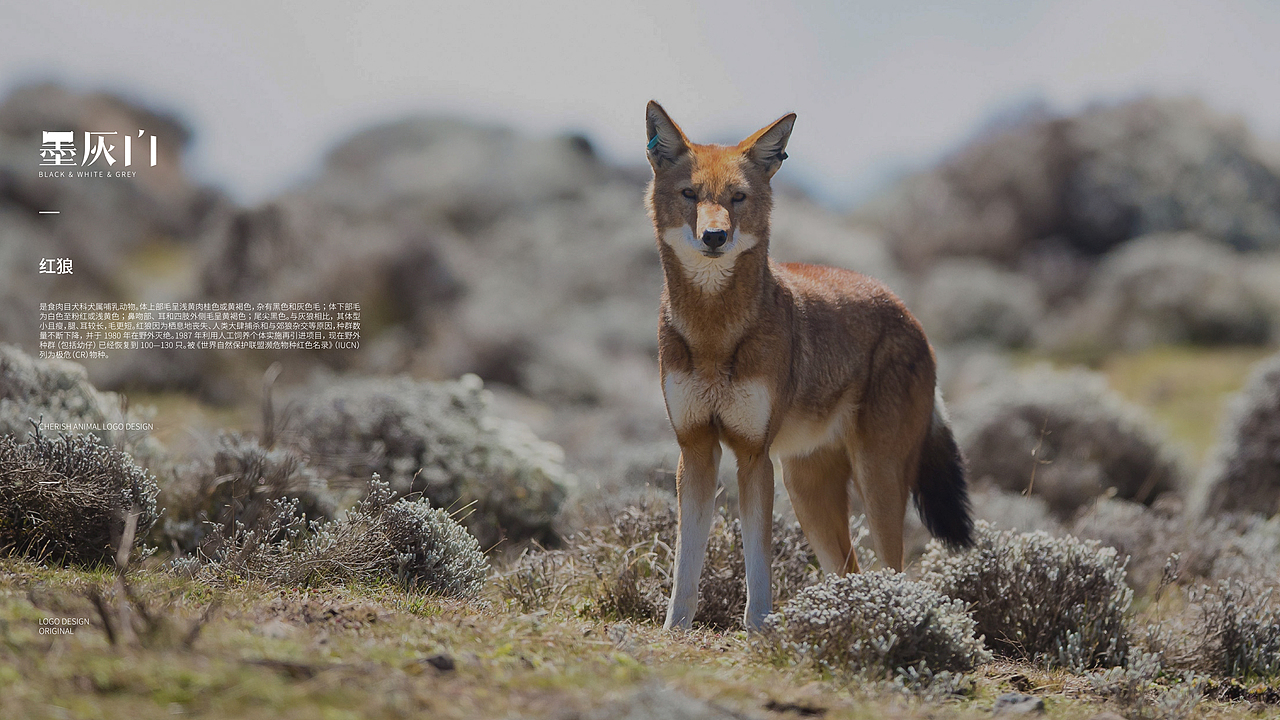 趣味LOGO Design | 100个珍稀动物计划 | 第壹期