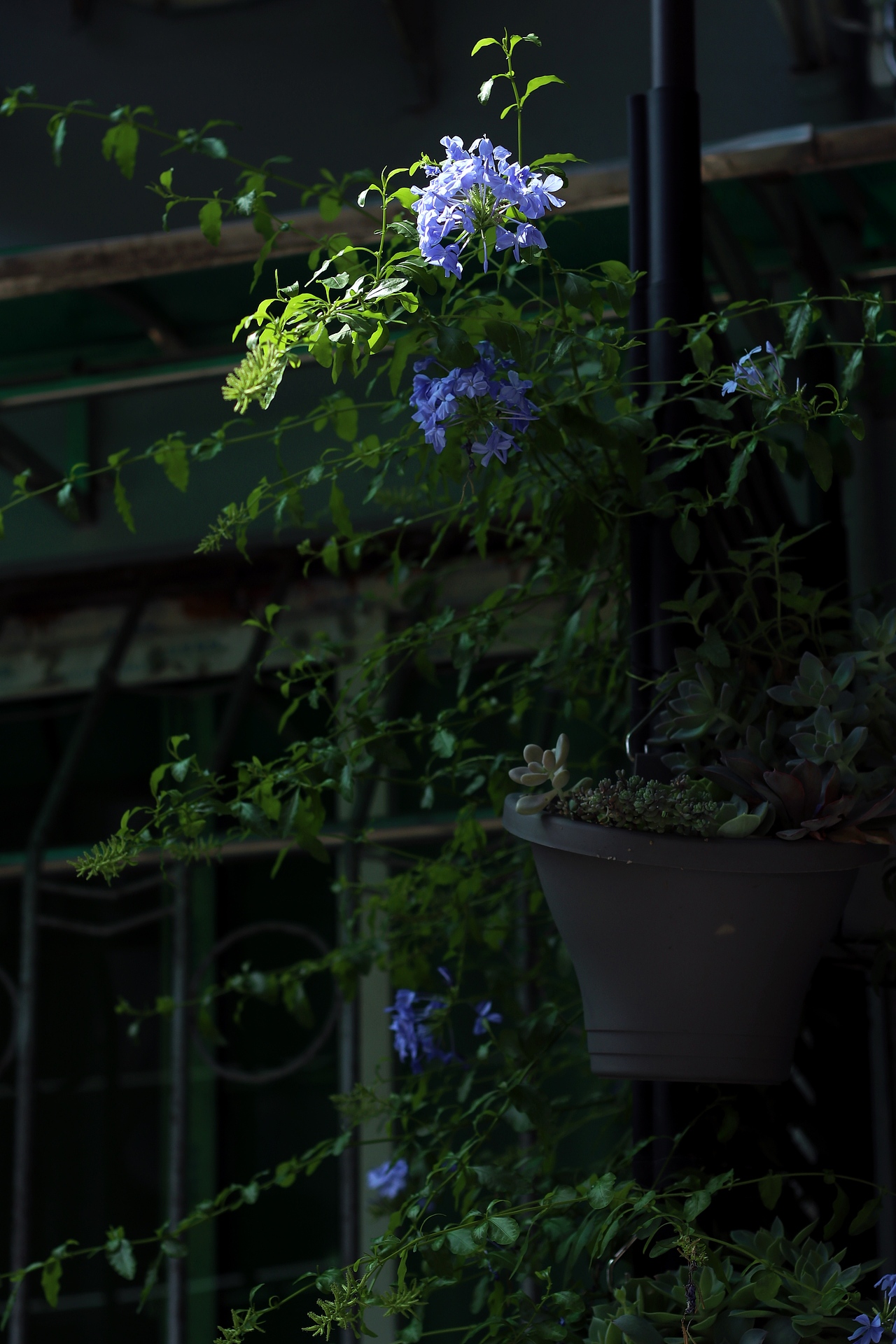 夏日的小巷有蝉鸣