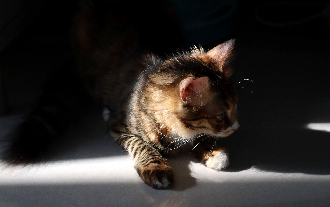 一屋 ✿ 两人 ✿ 三猫 ✿ 四季