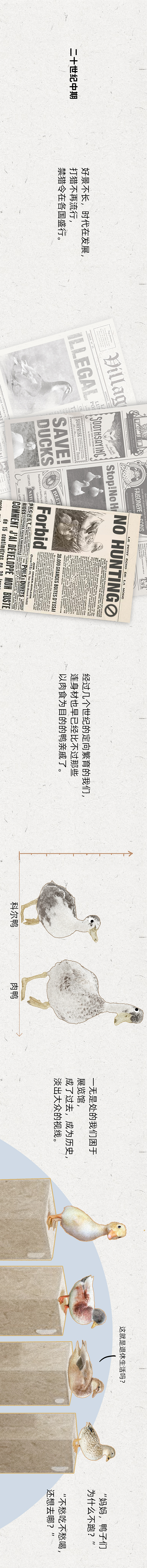 《科尔鸭发家史》