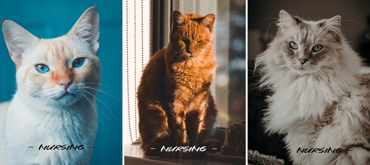 宠物店logo设计（图ZMzAyNTYyOTA0） - Logo - 站酷设计师小怪兽品牌设计原创素材 - 站酷ZCOOL