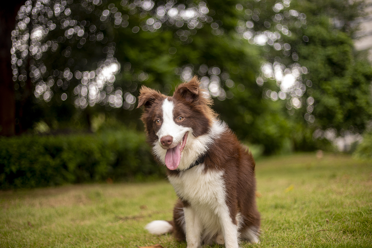 攝影（圖ZMzUyMjIxMjMy） - 寵物攝影 - 站酷設(shè)計(jì)師盛夏的風(fēng)f原創(chuàng)素材 - 站酷ZCOOL