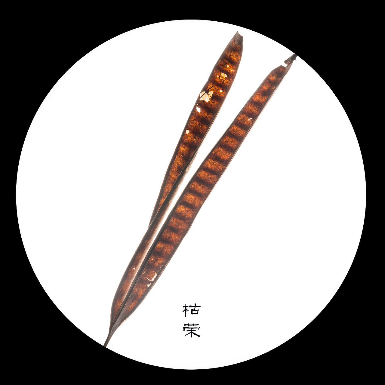 植物静物创作（图ZMzMyMjkwNTI4） - 时尚/艺术摄影 - 站酷设计师夏尔凡登原创素材 - 站酷ZCOOL