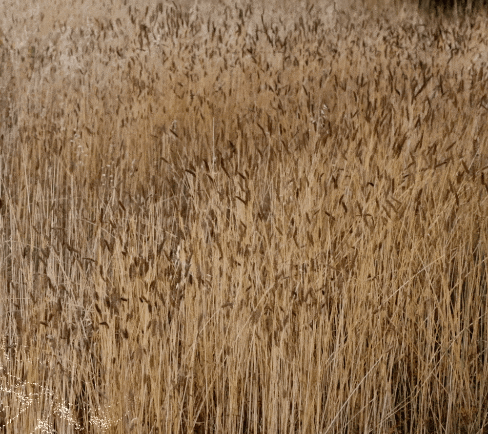 松赞 & CHALI ｜藏地与茶道，不谋而合（图ZMzU1NDI2ODg0） - 短片 - 站酷设计师TushiDesign原创素材 - 站酷ZCOOL