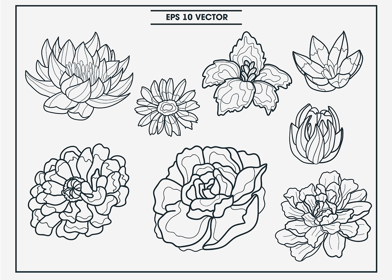 花卉及植物 / Botanical illustrations