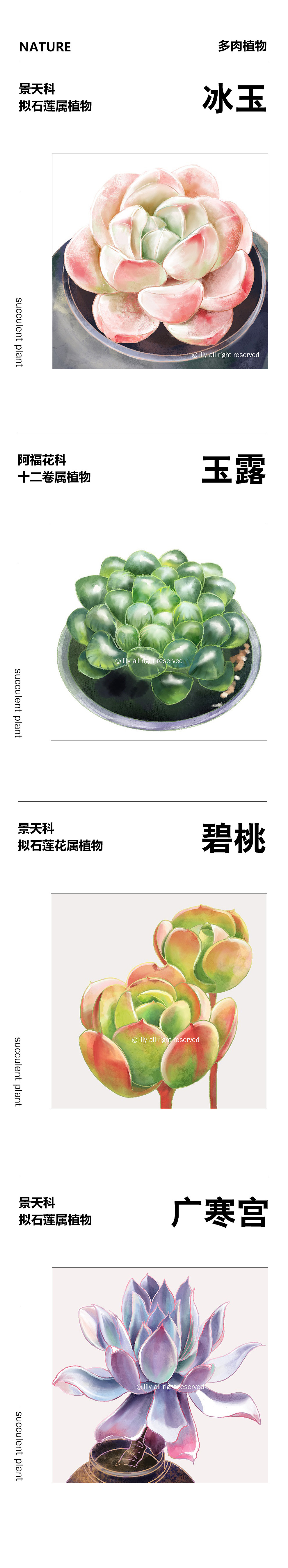 ipad绘画 一些多肉植物（图ZMzE2OTg0MzA0） - 创作习作 - 站酷设计师lily_66原创素材 - 站酷ZCOOL