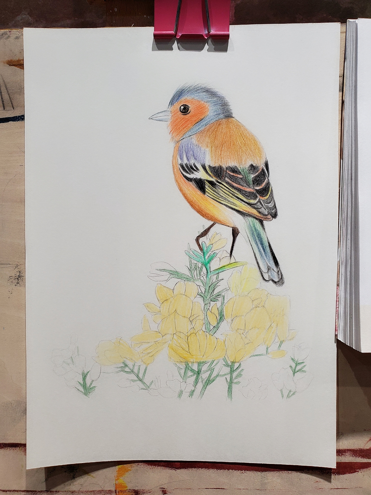 彩铅练习（图ZMjk2ODE4MjI4） - 绘画 - 站酷设计师海棠仙子原创素材 - 站酷ZCOOL