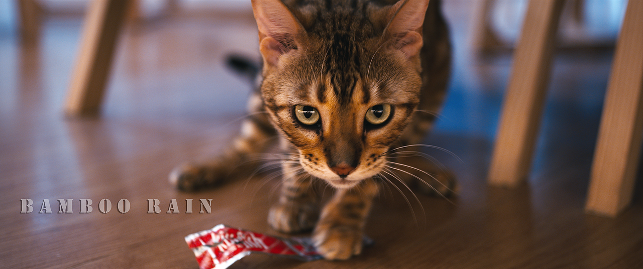 Cat Photography/猫咪摄影（图ZMzExMjUyNzA0） - 宠物摄影 - 站酷设计师BambooRain原创素材 - 站酷ZCOOL