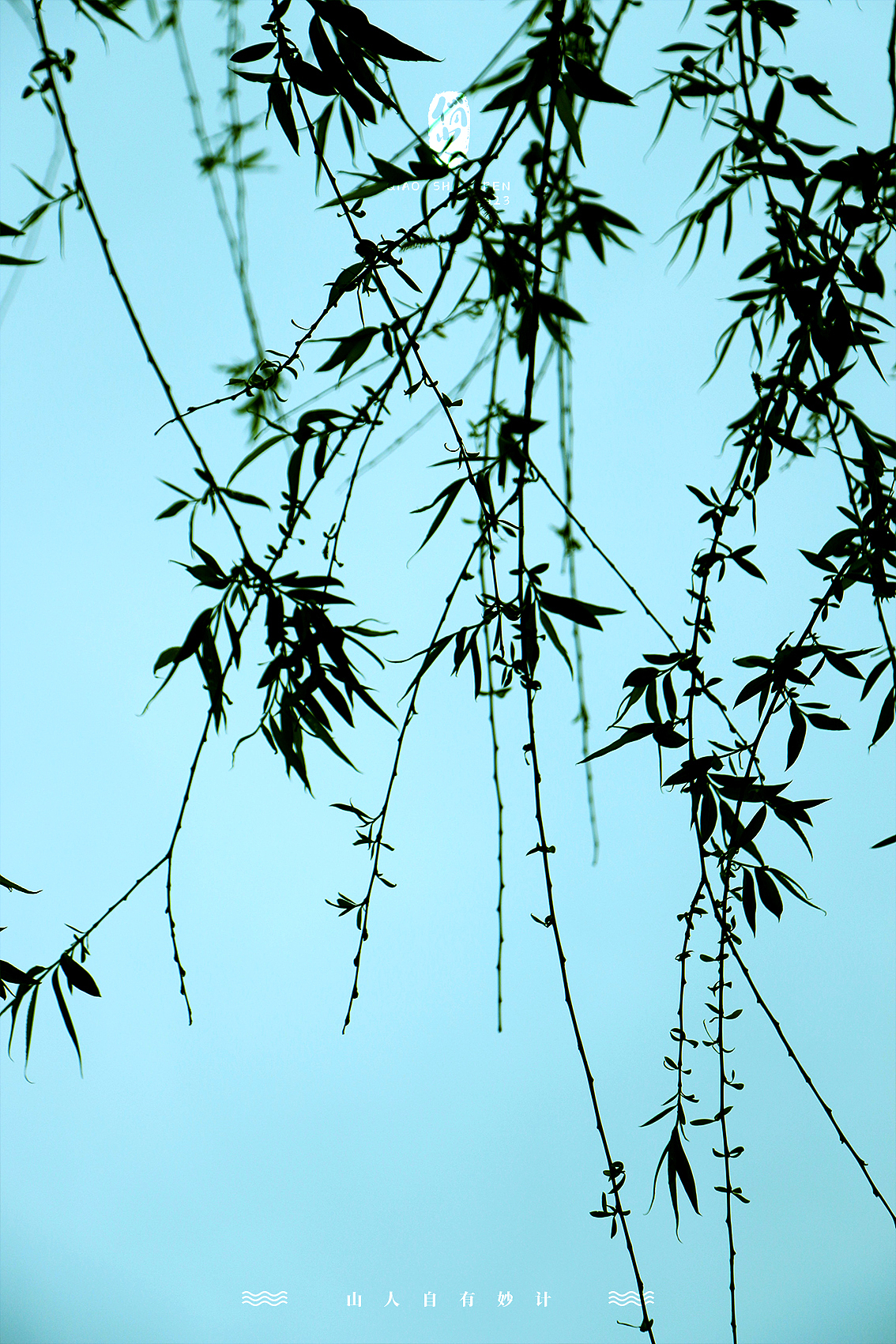 清明-雨后-采花