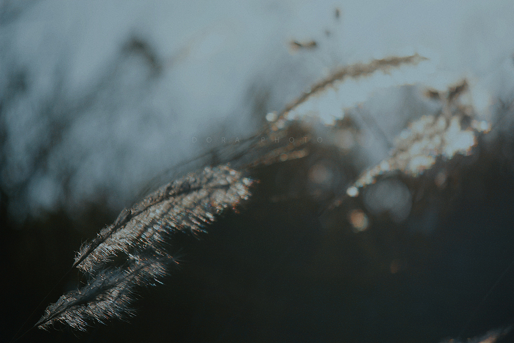 微风的叙事无声的独白（图ZMzI3MDM1NDA0） - 其他摄影 - 站酷设计师朵拉影像原创素材 - 站酷ZCOOL