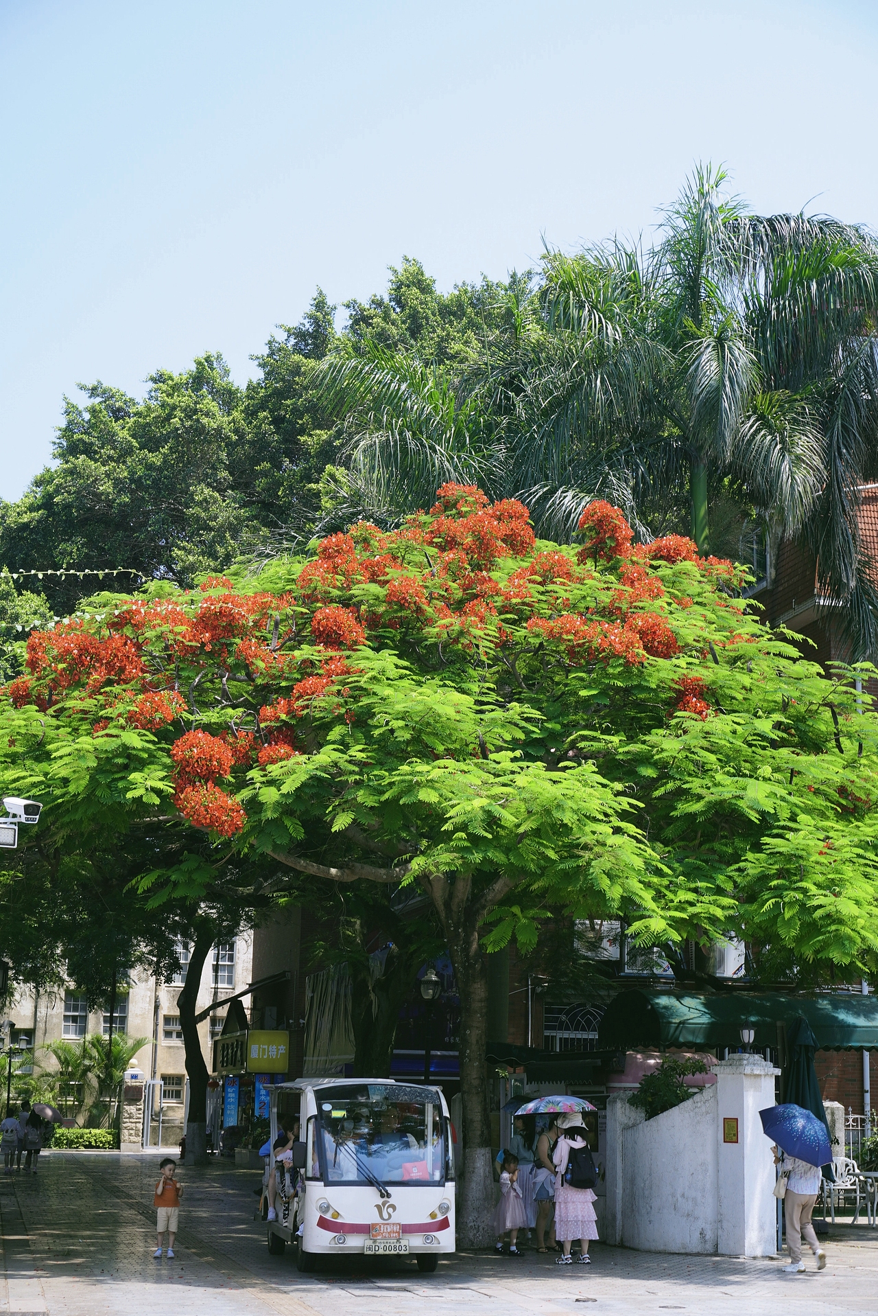 鼓浪屿（图ZMzQ2Mjg0NjE2） - 人文/纪实摄影 - 站酷设计师Kathmandu09原创素材 - 站酷ZCOOL