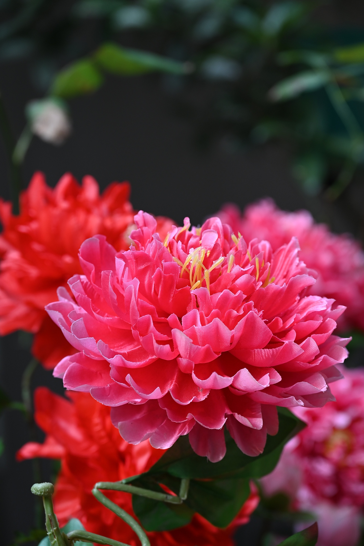 摄影:捕捉生活小日常的魔法