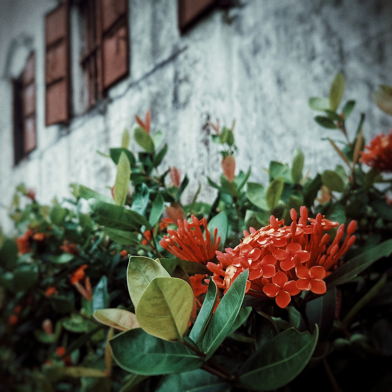 行摄广东唯一一处世界文化遗产开平碉楼