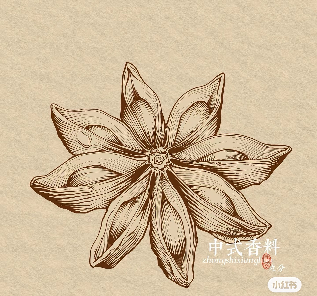 铜版画风格【中式香料|茴香|草果|香叶|八角|豆蔻】