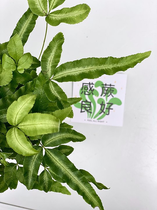 鲜花连锁品牌旗下盆栽绿植产品线设计（图ZMzUyNzEzODMy） - 图案 - 站酷设计师蒋蒋不吃酱油原创素材 - 站酷ZCOOL