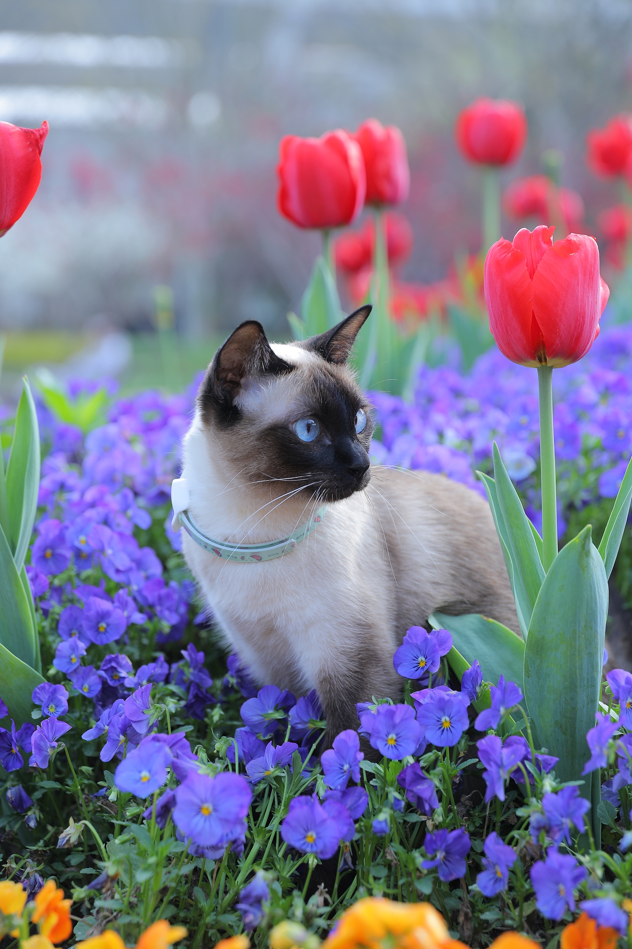 原创/摄影/宠物摄影