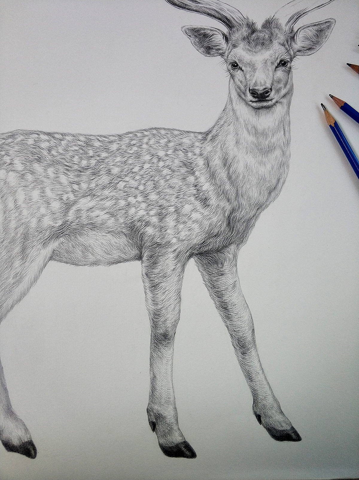 为“宫廷文化”绘制的素描过程