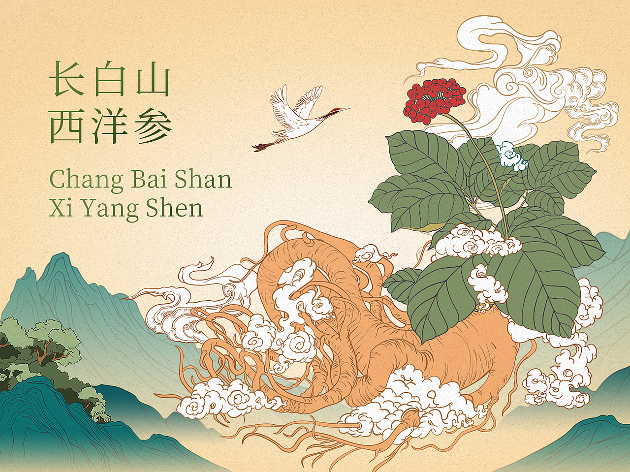 西洋参详情页|插画|人参|滋补品|电商|中药材|包装