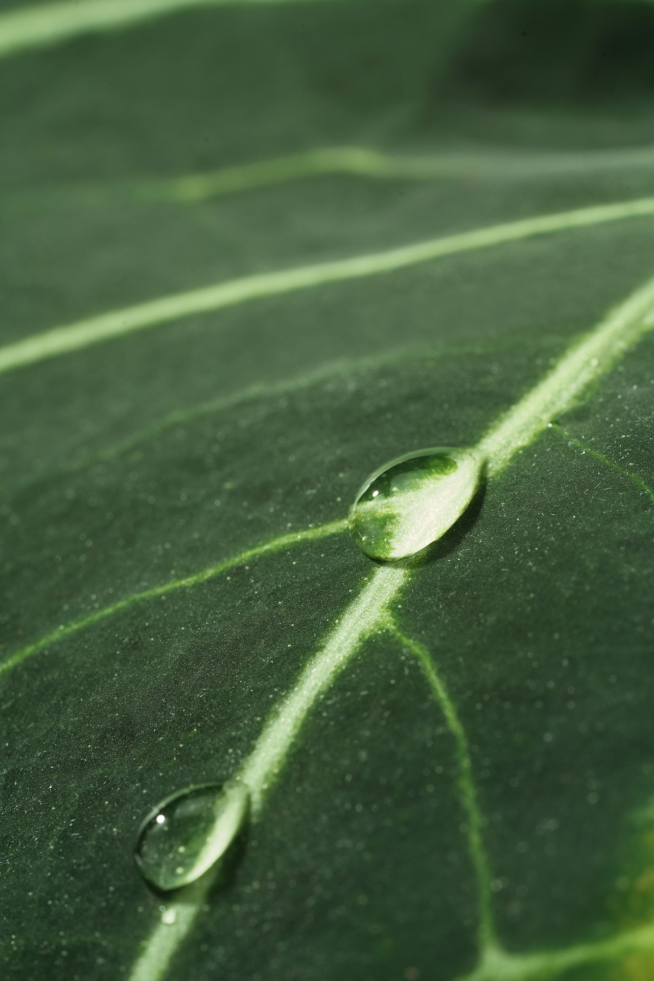 春天叶子美妆素材 拍摄