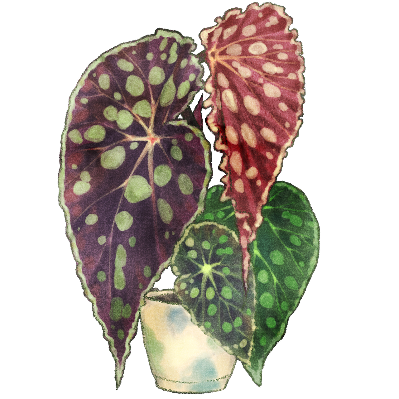 热植秋海棠插画