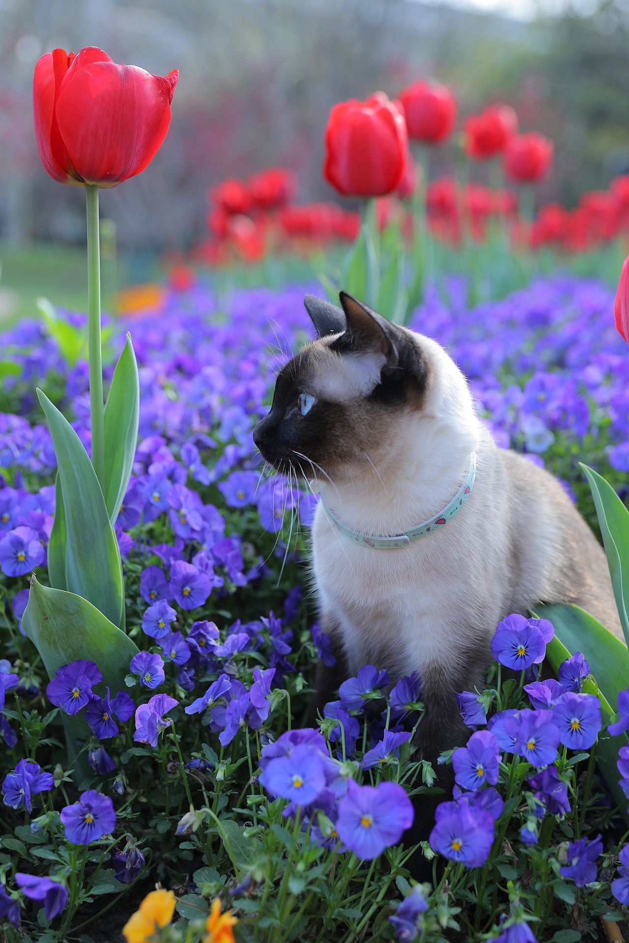 原创/摄影/宠物摄影