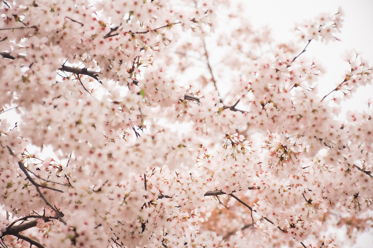 樱花盛开的季节🌸