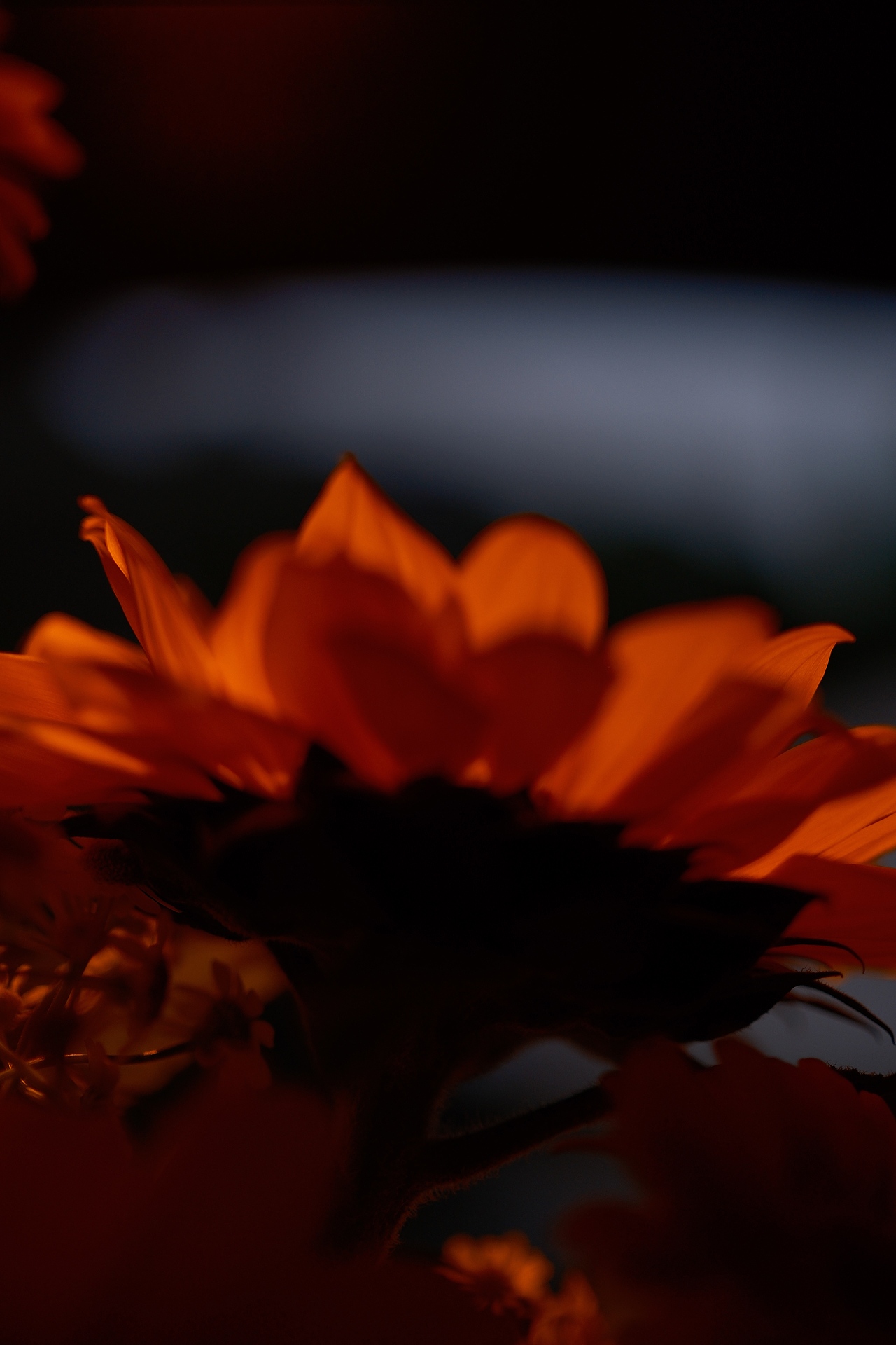 秋日露营,独自奔赴的浪漫