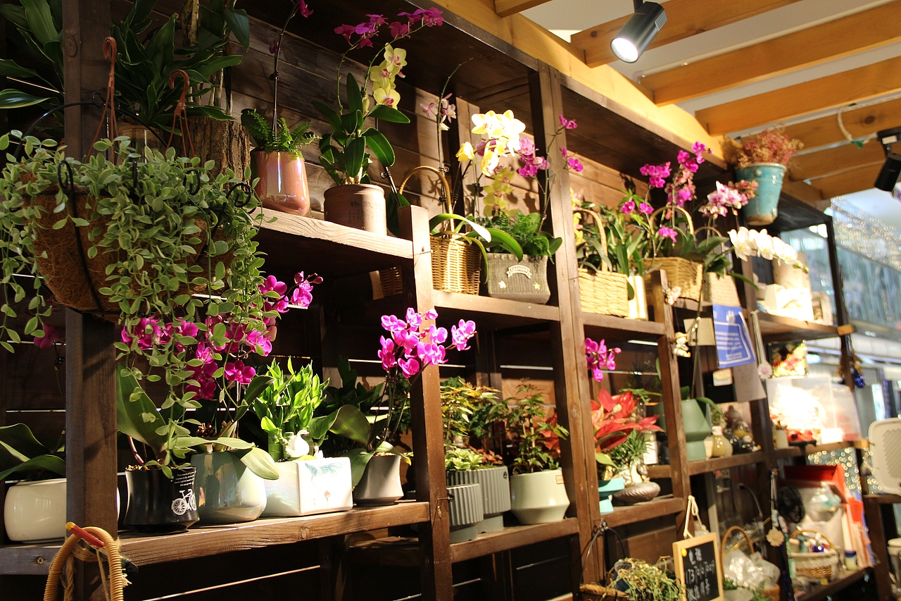 Cik陈舒舒老师——女人如花