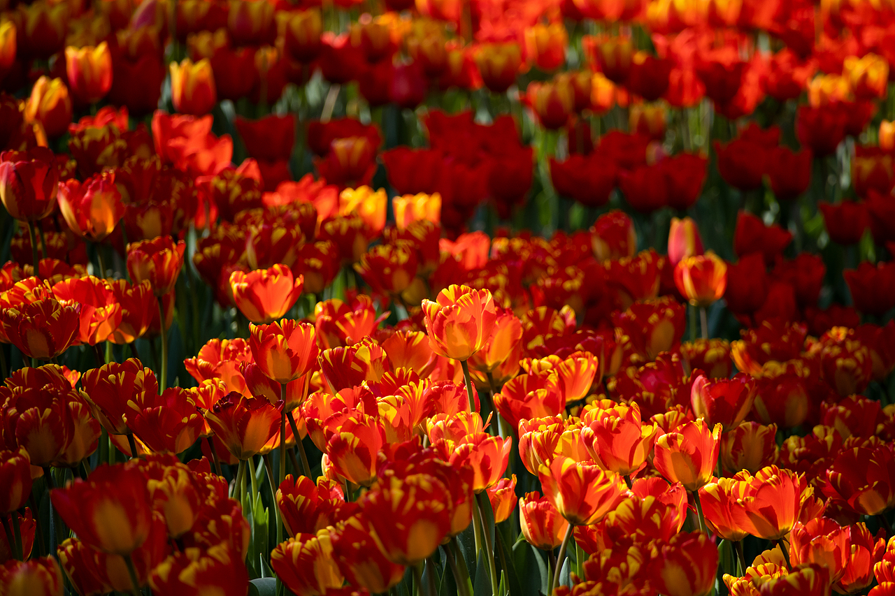 植物（图ZMzMyODQyODI0） - 风光摄影 - 站酷设计师千柚橘原创素材 - 站酷ZCOOL