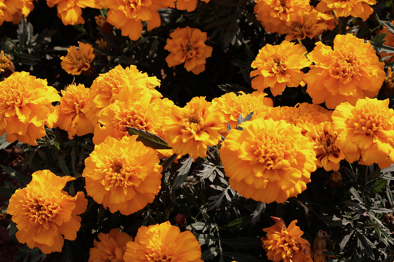 早晨下的阳光（图ZMzY1MDcwNjYw） - 人文/纪实摄影 - 站酷设计师咆哮兔i原创素材 - 站酷ZCOOL