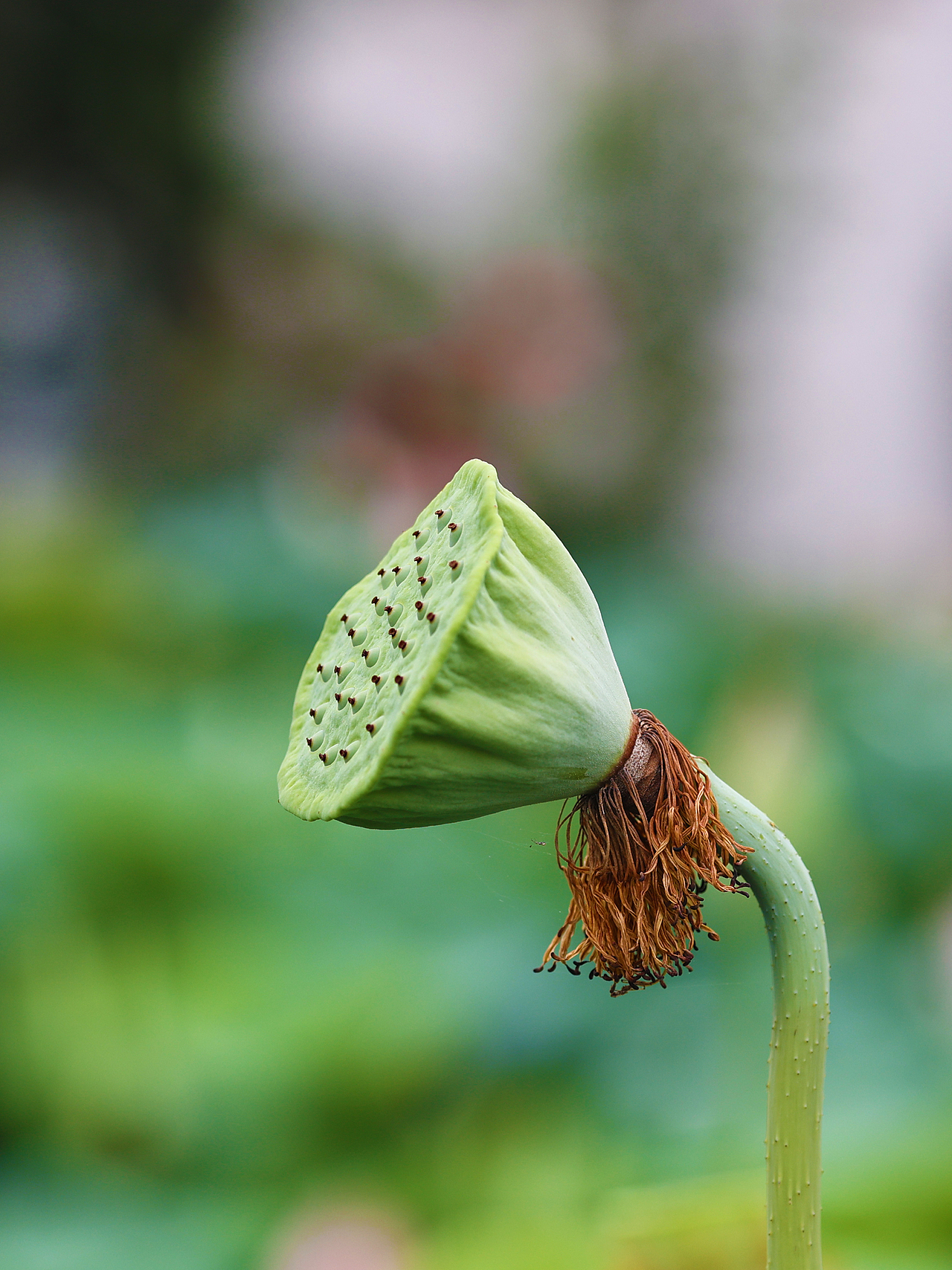 [游玩] 夏日觉醒：新津千亩荷塘