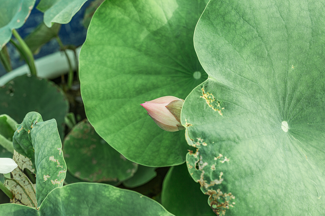 夏日荷花精灵（图ZMzQ0MDAzNDg4） - 人像摄影 - 站酷设计师脱缰的小今原创素材 - 站酷ZCOOL