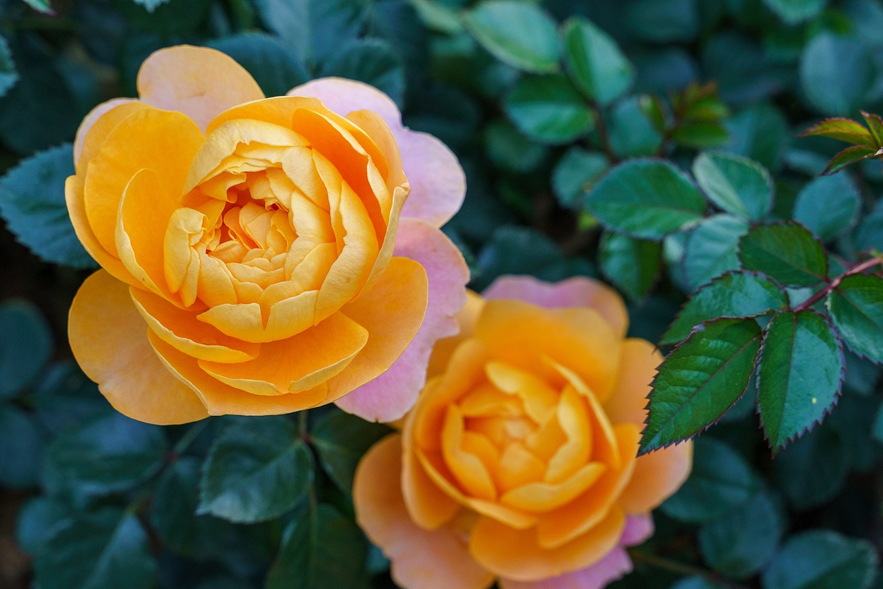 深圳香蜜湖公园月季花开 三月