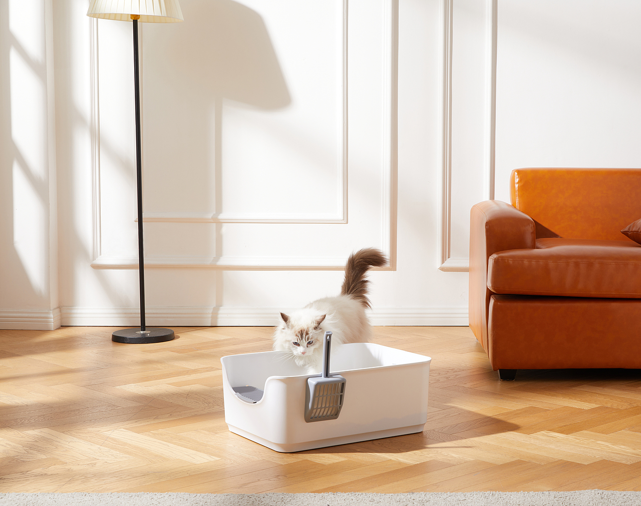 猫砂盆（图ZMzI1ODcyMDQ0） - 宠物摄影 - 站酷设计师魏明洋原创素材 - 站酷ZCOOL