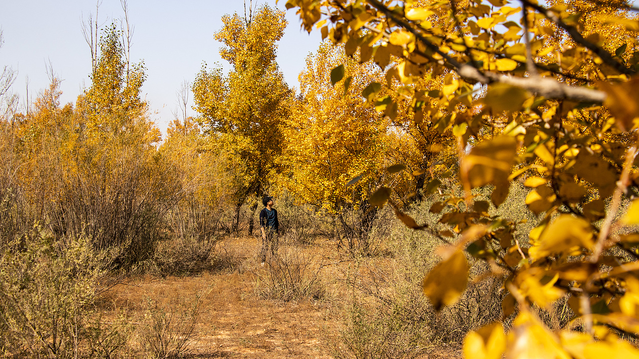 西北的秋（图ZMzUyODYyOTQ4） - 风光摄影 - 站酷设计师Tol去发现美原创素材 - 站酷ZCOOL