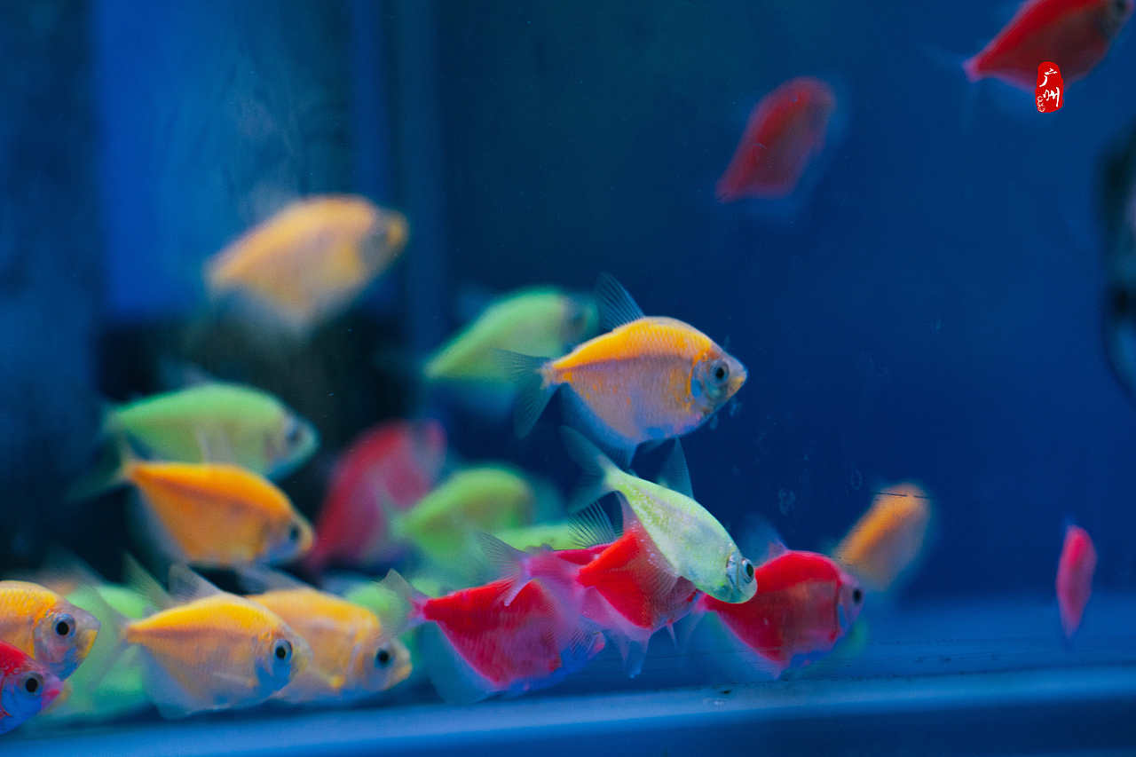 随手拍·广州动物园(水栖类)