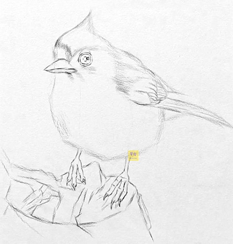 素描小鸟绘画详细步骤