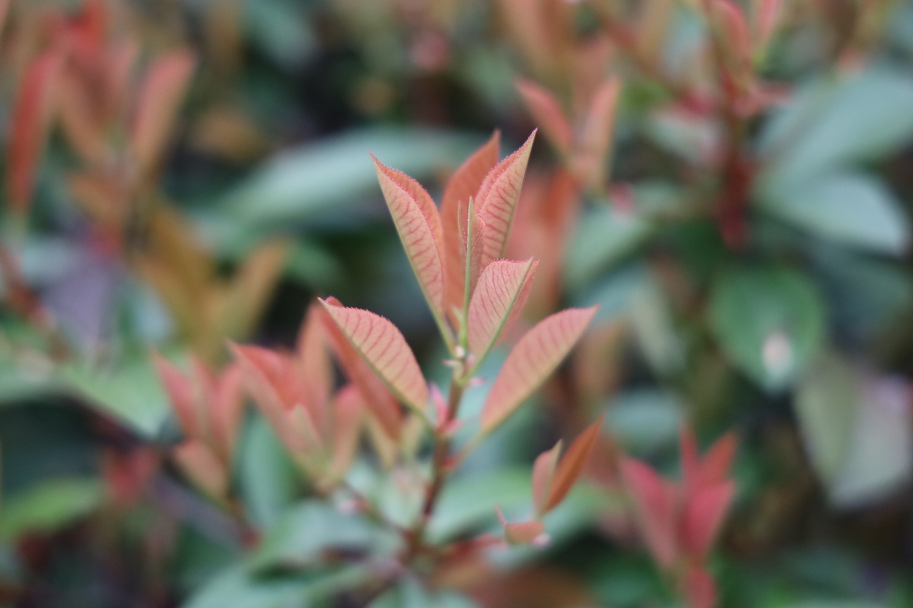 青植（图ZMzA0NDU0MjI4） - 风光摄影 - 站酷设计师商陆2334原创素材 - 站酷ZCOOL