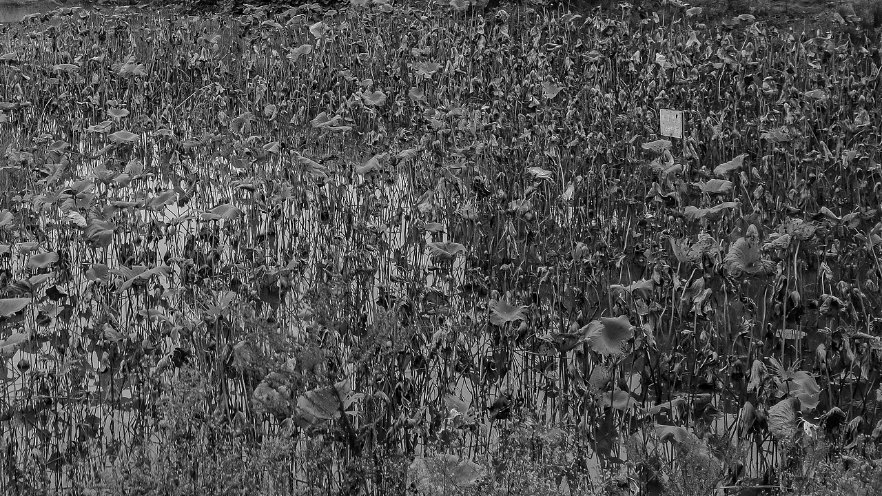 关于严肃的游园日记