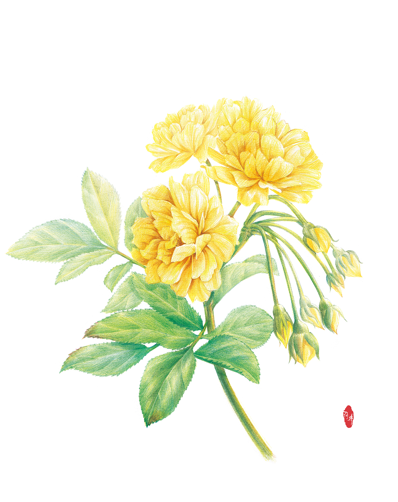 彩铅-花卉（图ZMzI5MzQ4OTUy） - 商业插画 - 站酷设计师_阿拂_原创素材 - 站酷ZCOOL